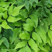 Cyrtomium fortunei clivicola